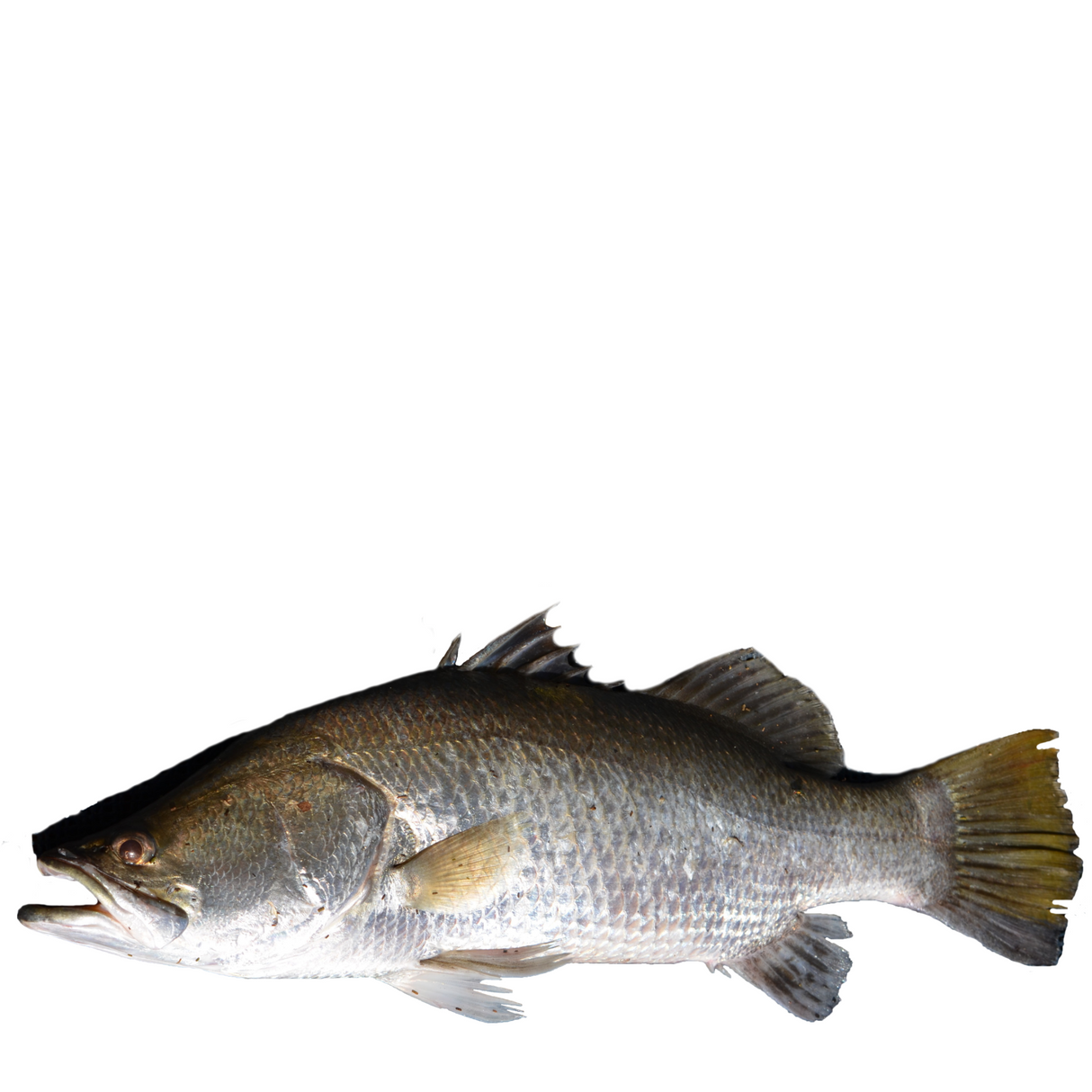 Salmón Entero (Kilo)