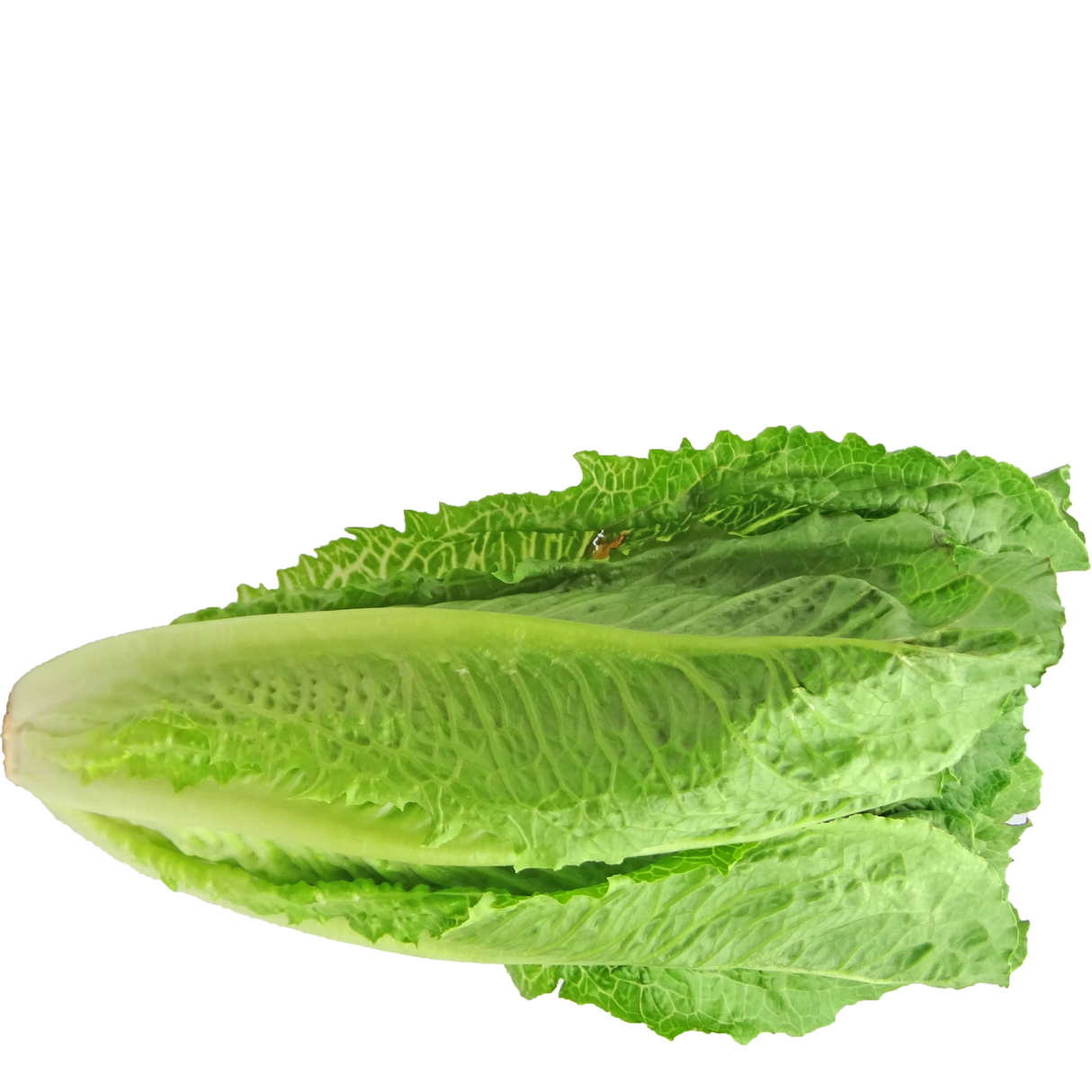 Lechuga Costina (Unidad)