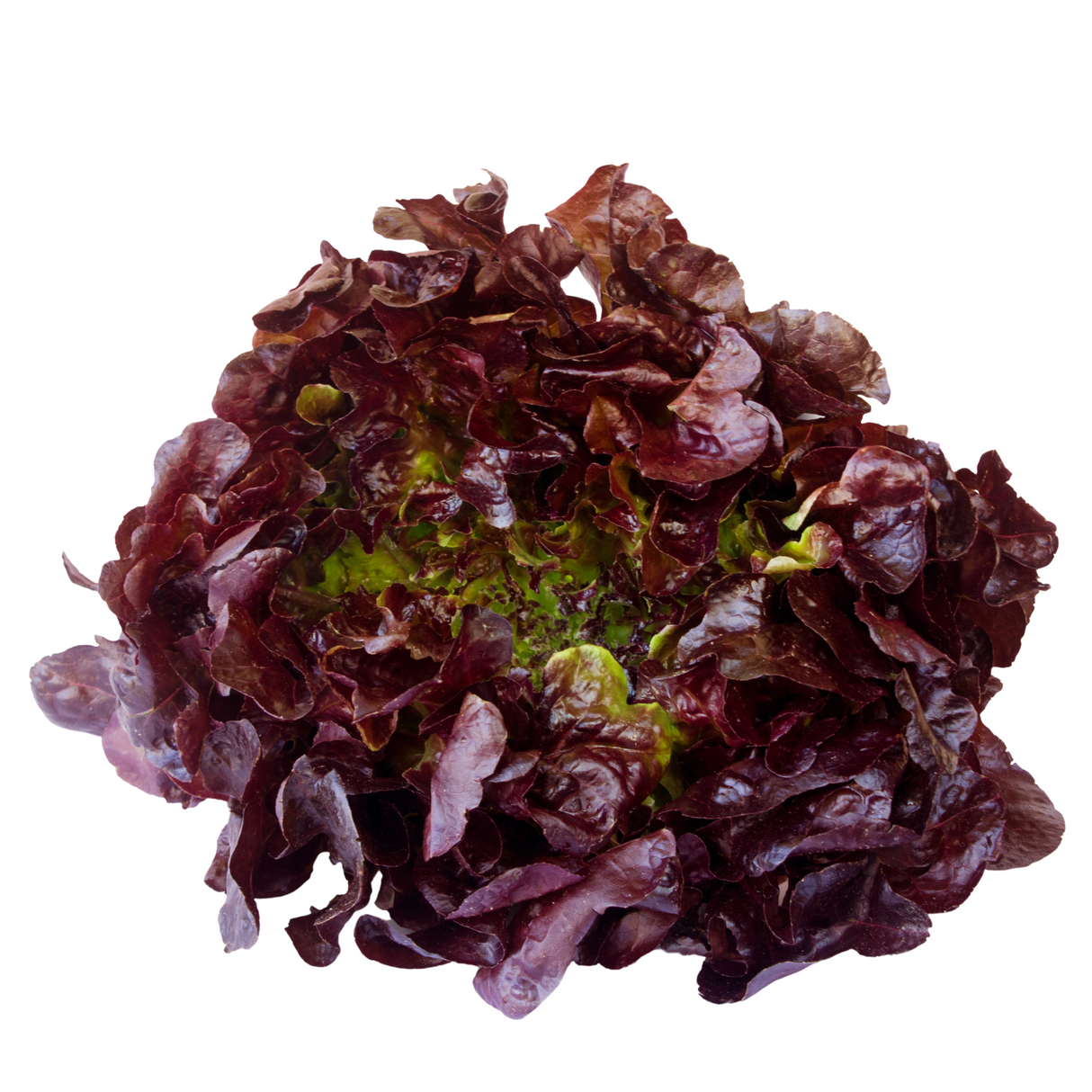 Lechuga Francesa (Unidad)