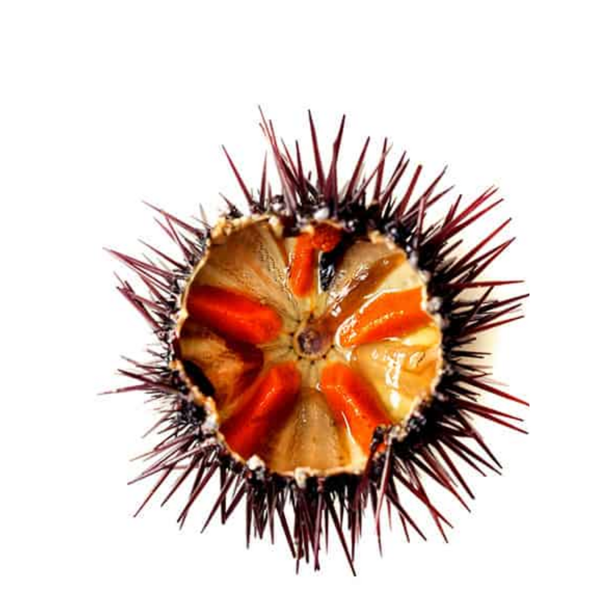 Erizos norteños (Kilo)