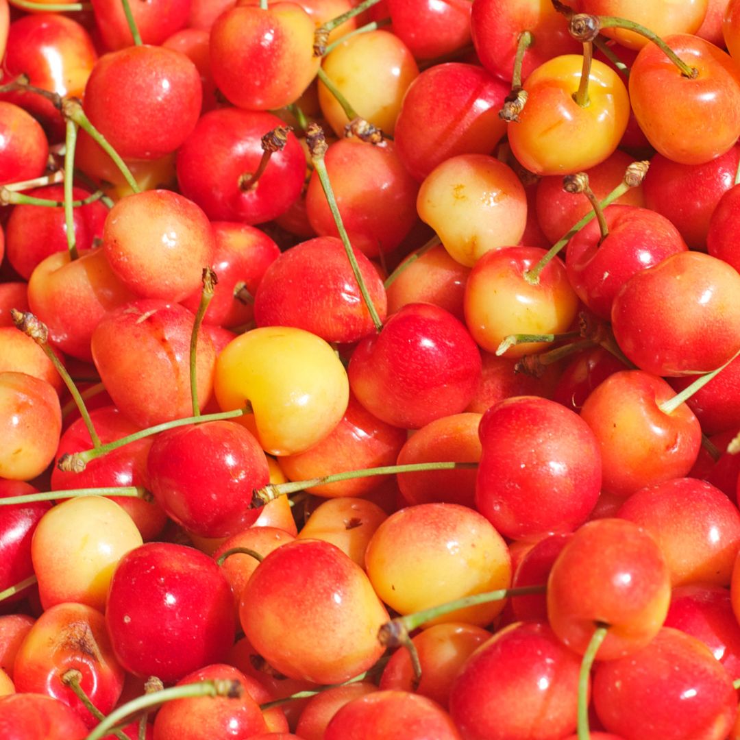 Cerezas Corazón del Paloma Reinier (Cajas 5 Kilos)