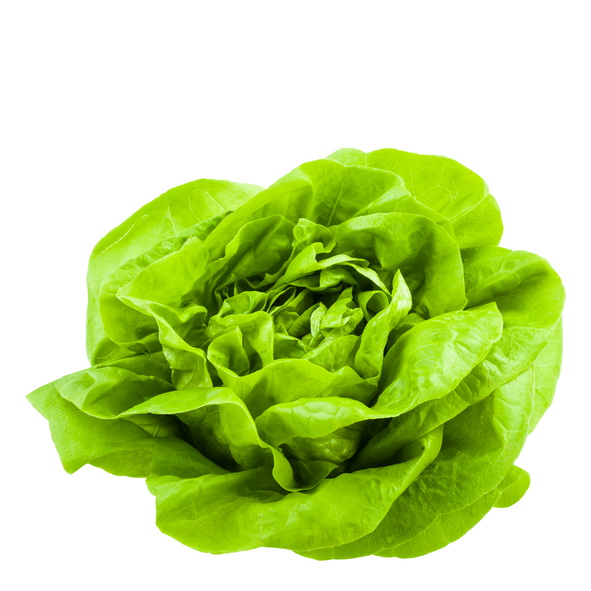 Lechuga Española (Unidad)