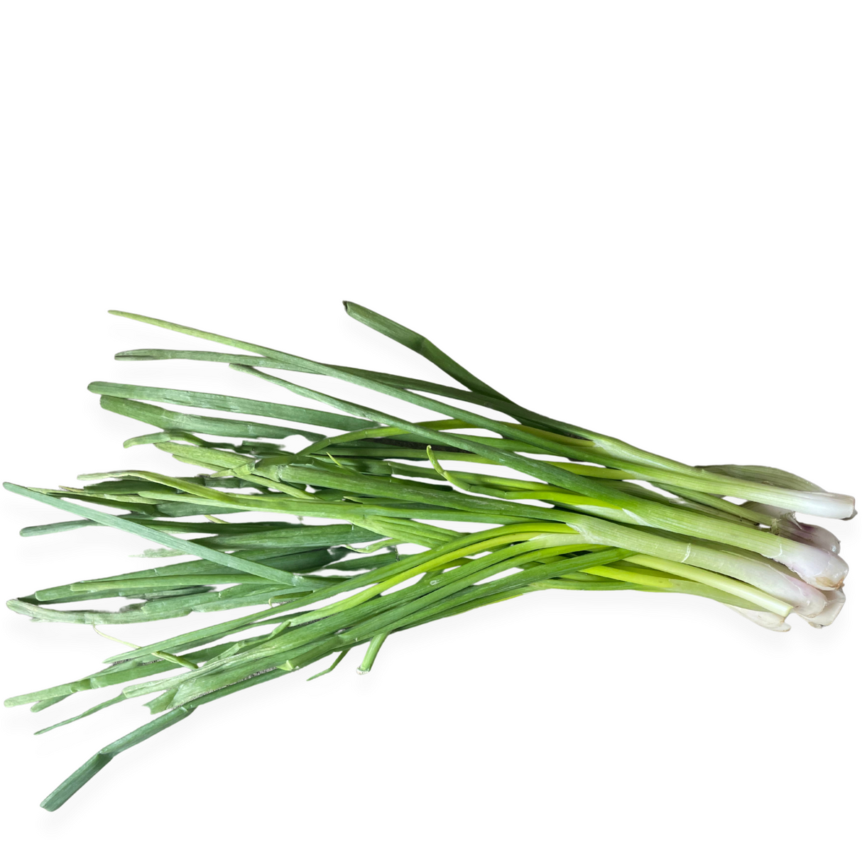 Cebollin (3 unidades)