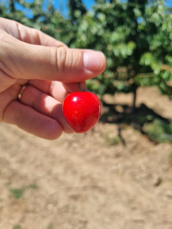 PRE-VENTA de Cerezas Chilenas (Cajas de 5 Kilos) - Imagen 4
